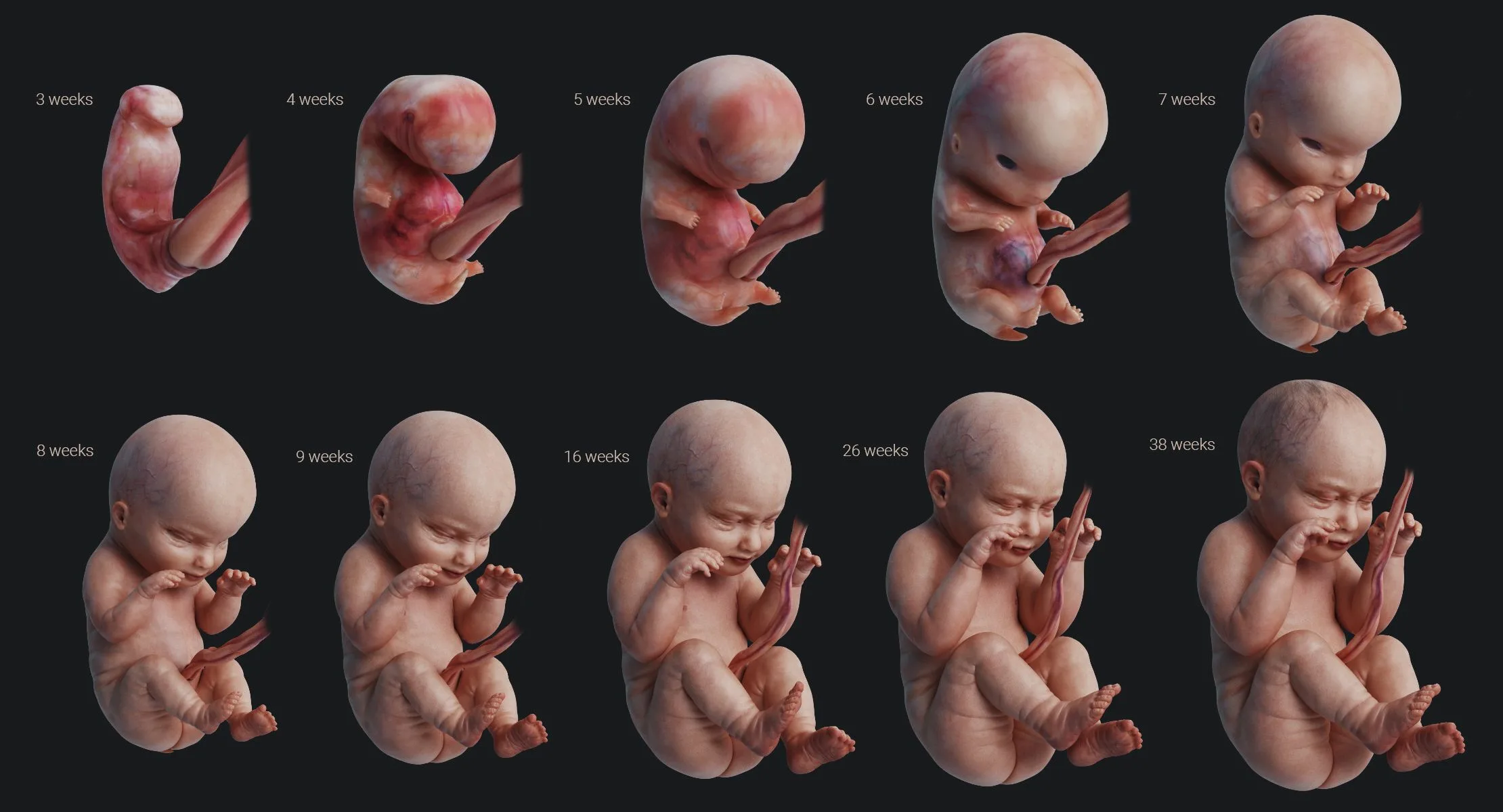 Человек в утробе матери. Этапы развития ребенка внутриутробно по неделям. Зародыш эмбрион плод стадии. Стадии развития человека в утробе. Стадии развития эмбриона человека.